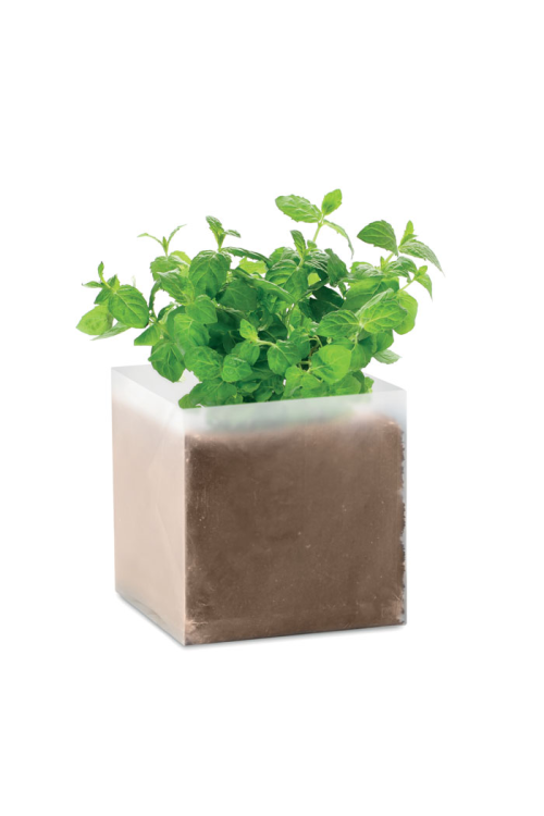 Substrat avec graines Menthe