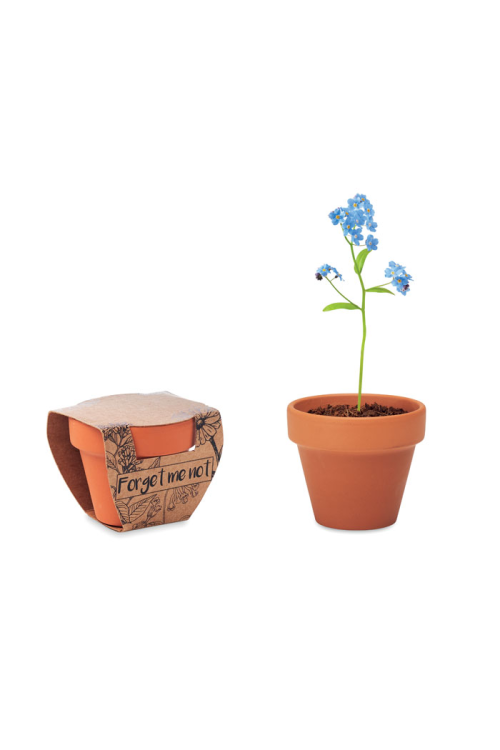 Pot graines de myosotis