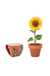 Pot graines de tournesol