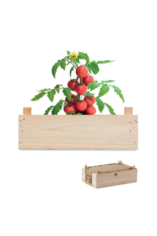 Graines de tomates dans caisset