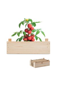 Graines de tomates dans caisset