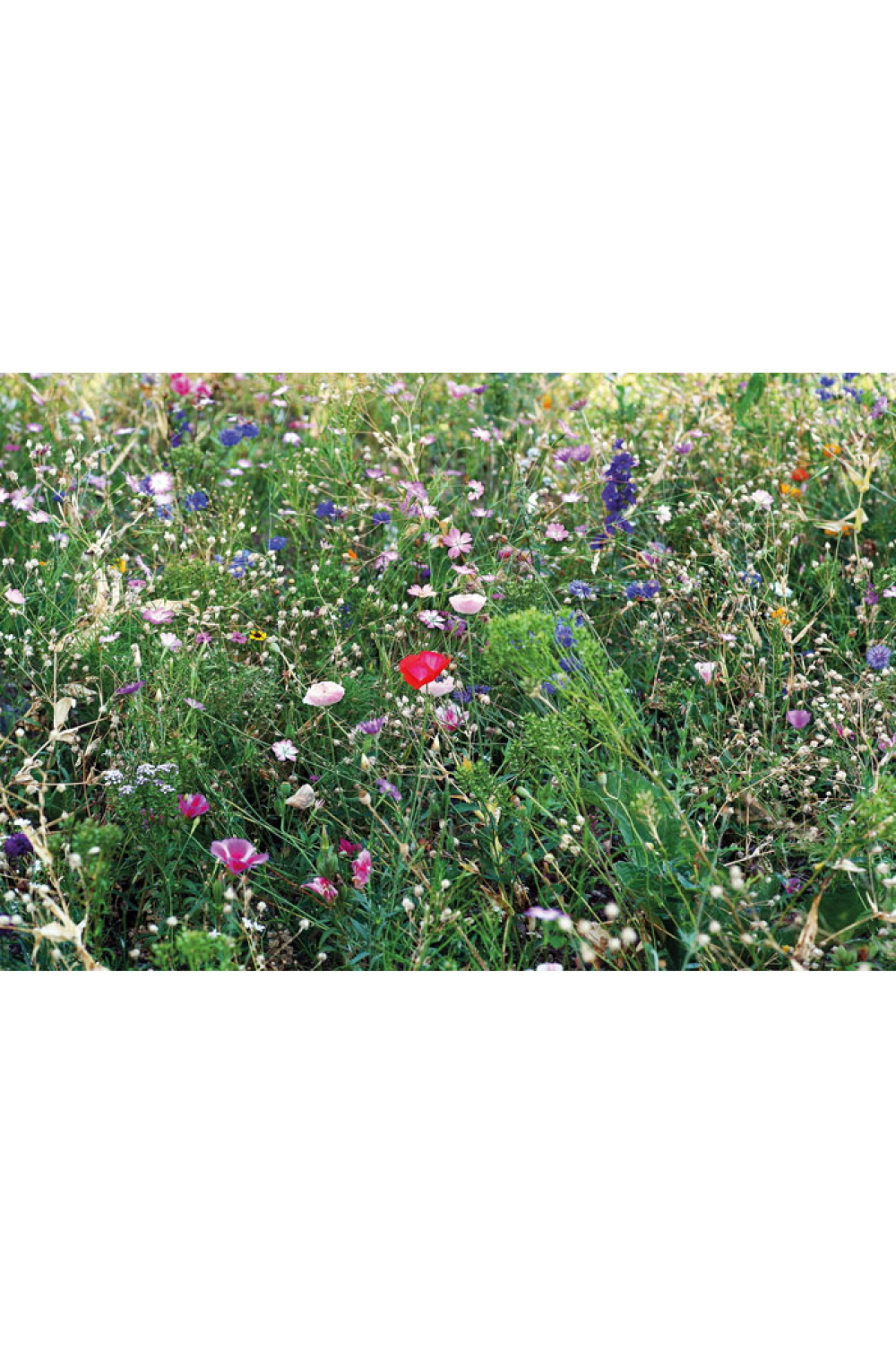 Image produit Image produit