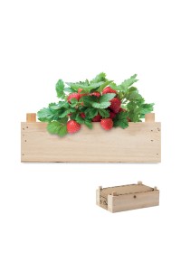 Graines de fraises dans une cai