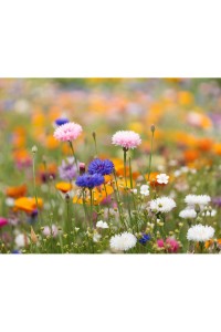 Image produit Image produit